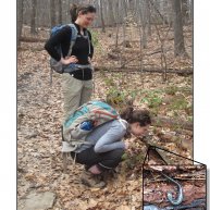 Intrepid OEB student Emily Fusco (right) shows fellow student Laura Doubleday (left) the lead back phase of the red back salamander, discovered inside a rotting log at Mt. Holyoke Range State Park.