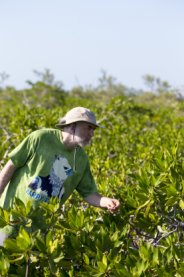 Adam Porter in the red mangroves