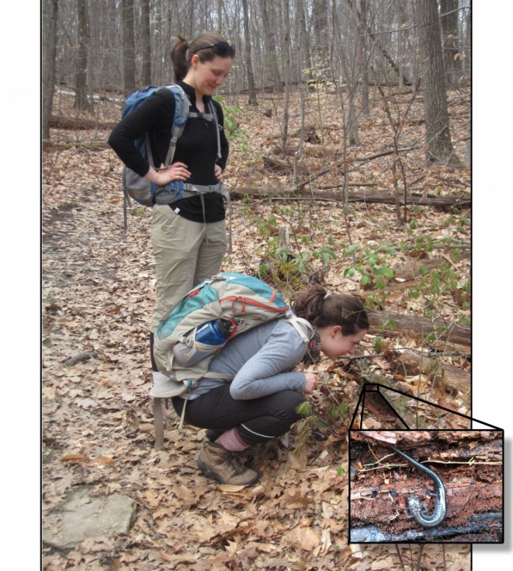 Intrepid OEB student Emily Fusco (right) shows fellow student Laura Doubleday (left) the lead back phase of the red back salamander, discovered inside a rotting log at Mt. Holyoke Range State Park.