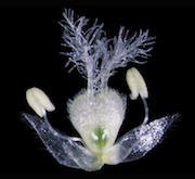 Photo of of brachypodium distachyon flower