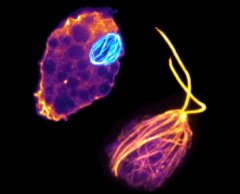 image of Naegleria gruberi cells