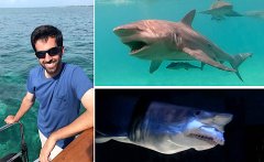 Dr. Joshua Moyer and Sharks