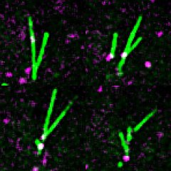 photo of branching microtubule (Maresca Lab)