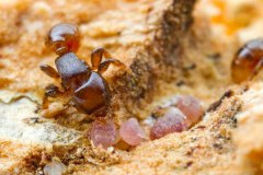 Melissotarsus ants (Hymenoptera: Formicidae) and armored scale insects (Hemiptera: Diaspididae)