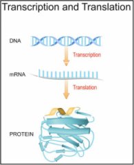 DNA, RNA, and protein synthesis. Credit: ttsz/Getty Images