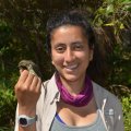OEB PhD candidate, Mariamar Gutierrez, with a nano-tagged Northern Waterthrush